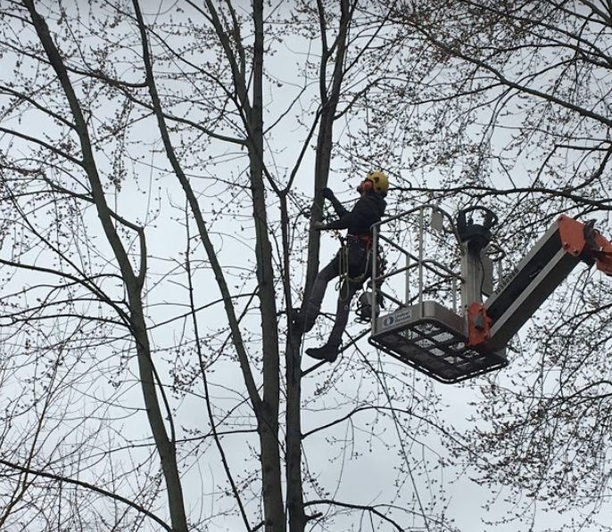 Northern Tree Experts crew performing aerial tree service with bucket lift and climber in Watertown NY