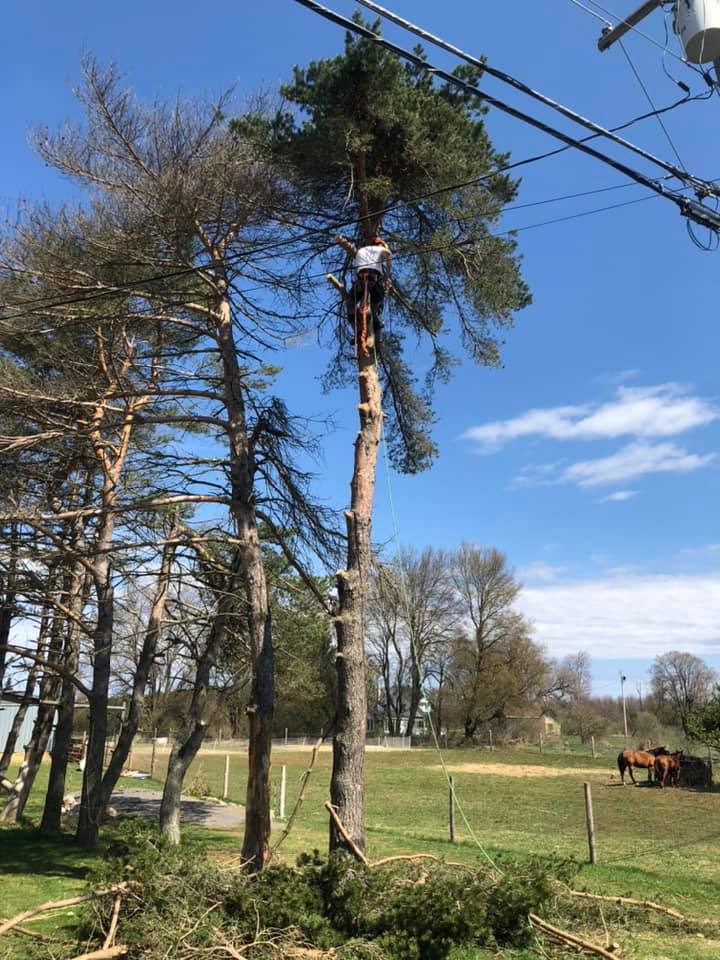 Land clearing and tree removal on rural property in upstate New York