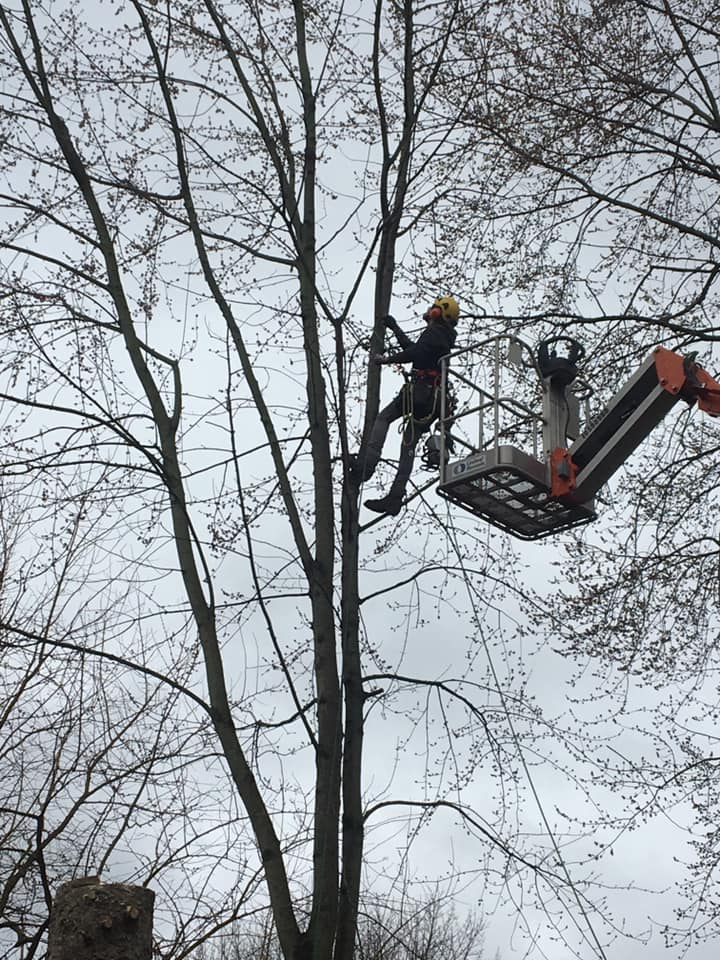 Certified arborist performing tree health care and assessment in Jefferson County NY