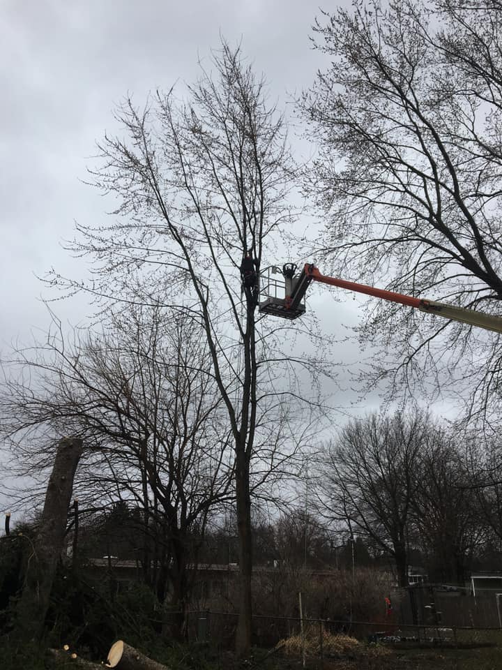 Professional tree trimming and pruning with bucket lift in Watertown NY