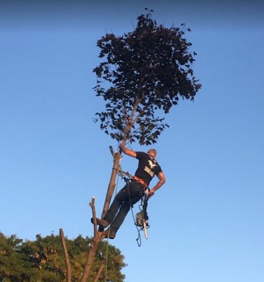 Vinny, Owner of Northern Tree Experts