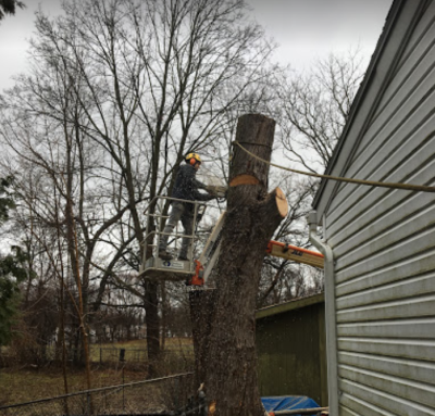 Removal 2471 tree MA wynnum, Watertown